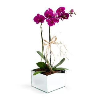 orquidea phalaenopsis marcelo almeida luxo franca