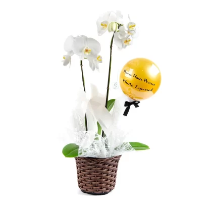 orquídea phalaenopsis retrô personalizada franca