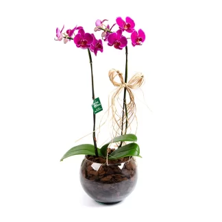 orquidea phalaenopsis tradicao franca