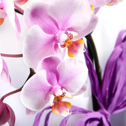 orquidea-phalaenopsis-marcelo-almeida-clean-personalizada-em-franca-sp