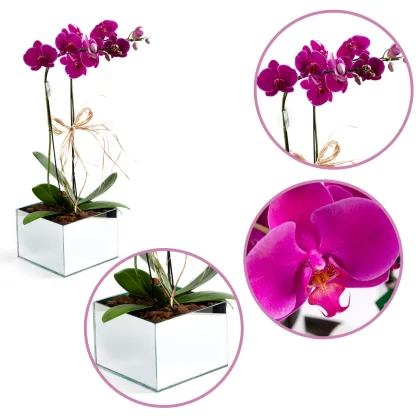orquidea phalaenopsis marcelo almeida luxo em franca sp