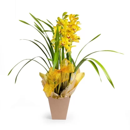 orquidea-cymbidum-clean-franca-sp