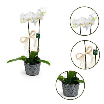 orquidea-phalaenopsis-ceramic-luxo