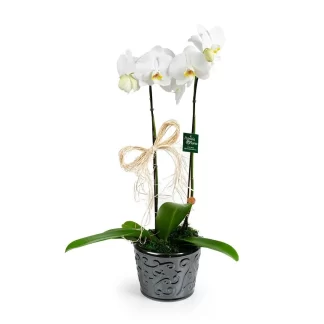 orquidea-phalaenopsis-ceramic-luxo-franca-sp
