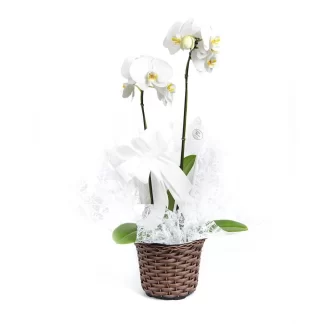 orquidea-phaleanopsis-white-luxo-franca-sp