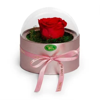 rosa-preservada-especial-floricultura-franca-sp