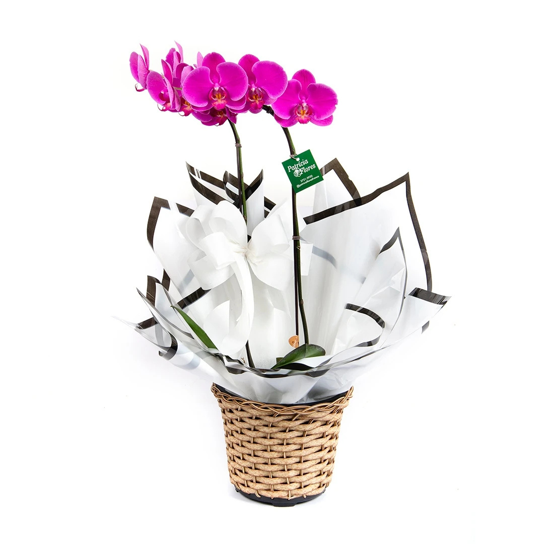 orquídea-phalaenopsis-1