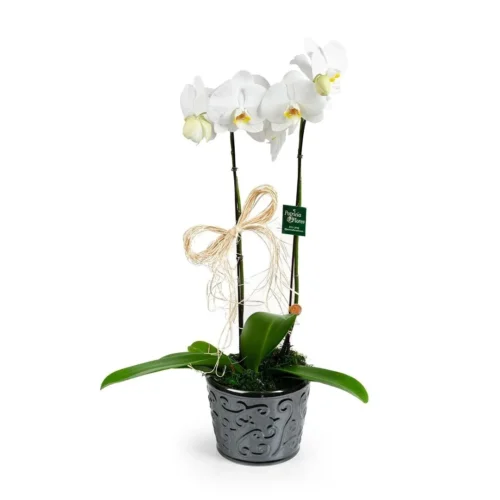 orquidea-phalaenopsis-ceramic-luxo-1