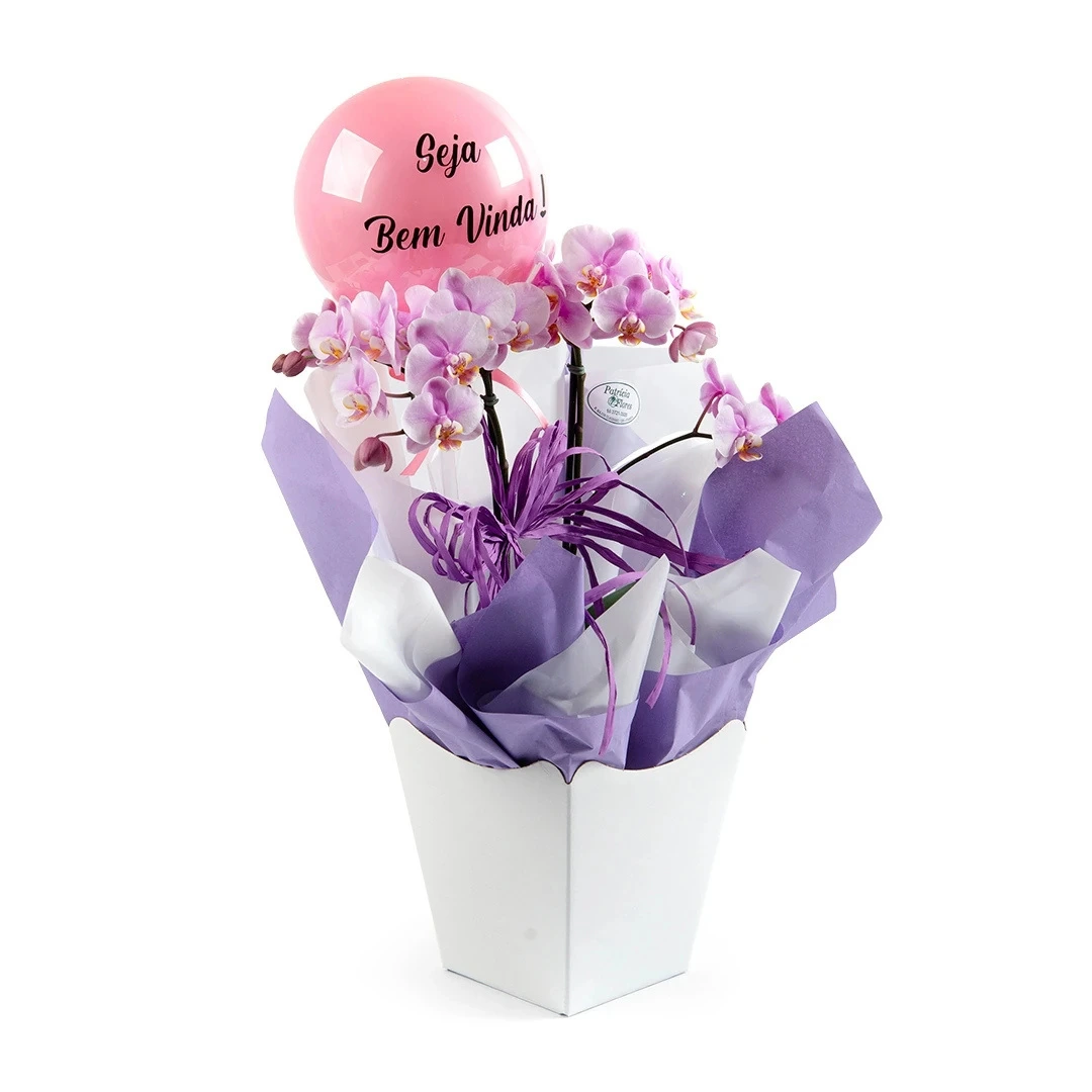 orquídea-phalaenopsis-clean-personalizada-1