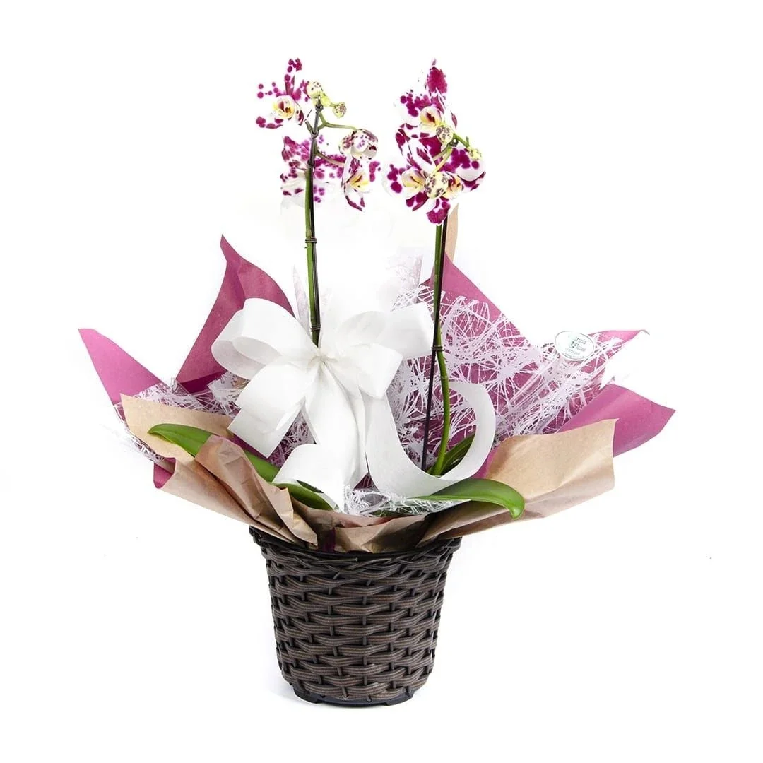 orquidea-phalaenopsis-mesclada-luxo-1